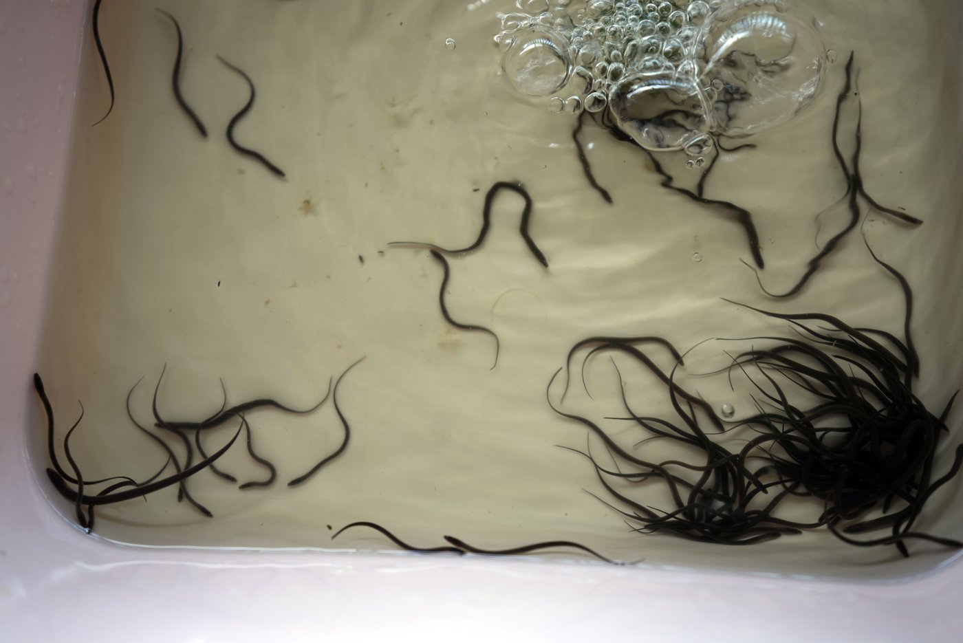 Cambodian fishermen turn to raising eels as Tonle Sap lake runs out of fish | iNFOnews.ca