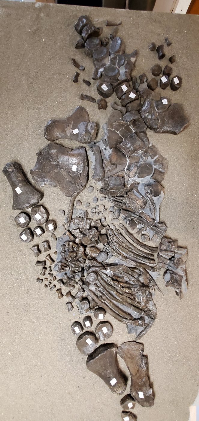 Fierce-looking B.C. fossil confirmed as new genus, days after death of discoverer | iNFOnews.ca Fierce-looking B.C. fossil confirmed as new genus, days after death of discoverer | iNFOnews.ca