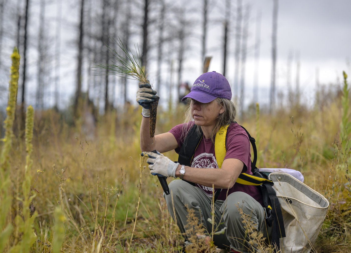 Volunteers help seedlings take root as New Mexico attempts to recover from historic wildfire | iNFOnews.ca