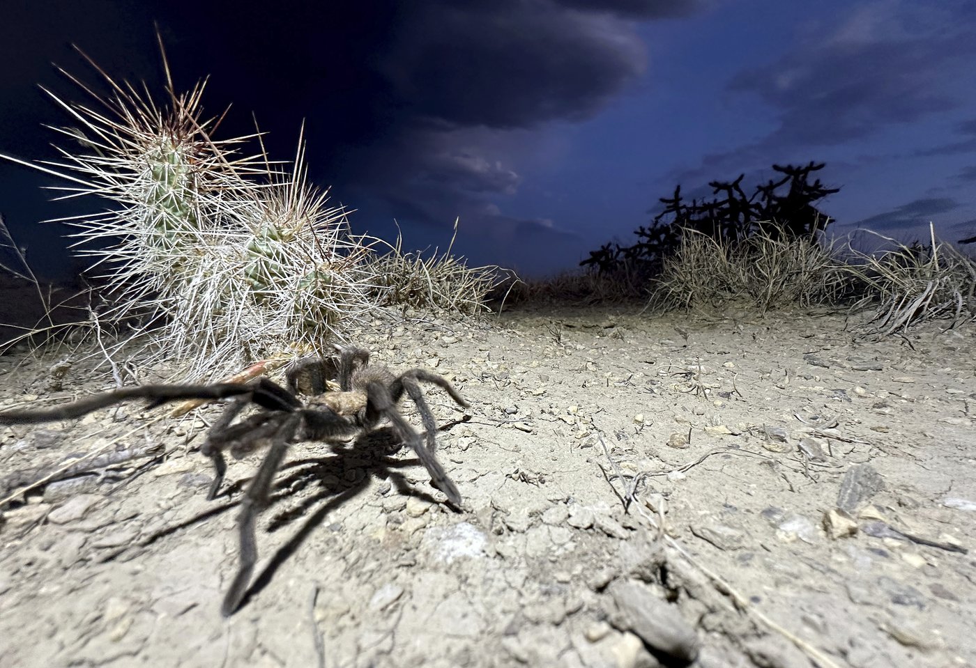 Spider lovers scurry to Colorado town in search of mating tarantulas and community | iNFOnews.ca