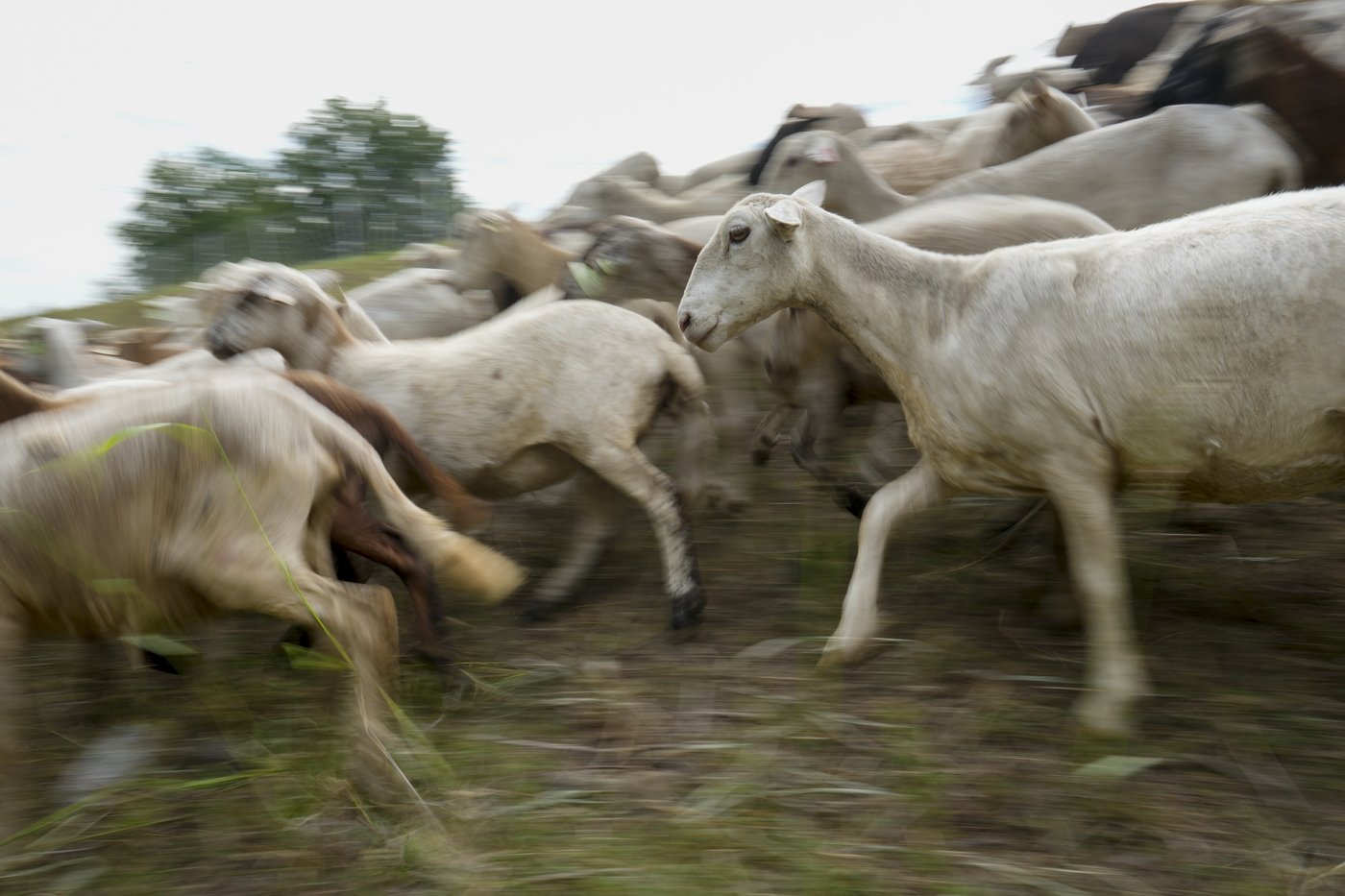 Cities are using sheep to graze in urban landscapes and people love it | iNFOnews.ca