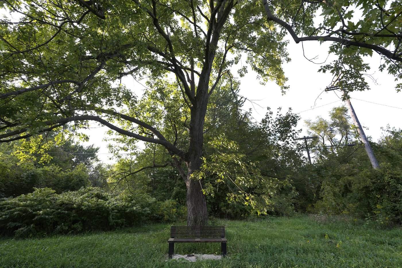 Urban communities that lack shade sizzle when it's hot. Trees are a climate change solution | iNFOnews.ca