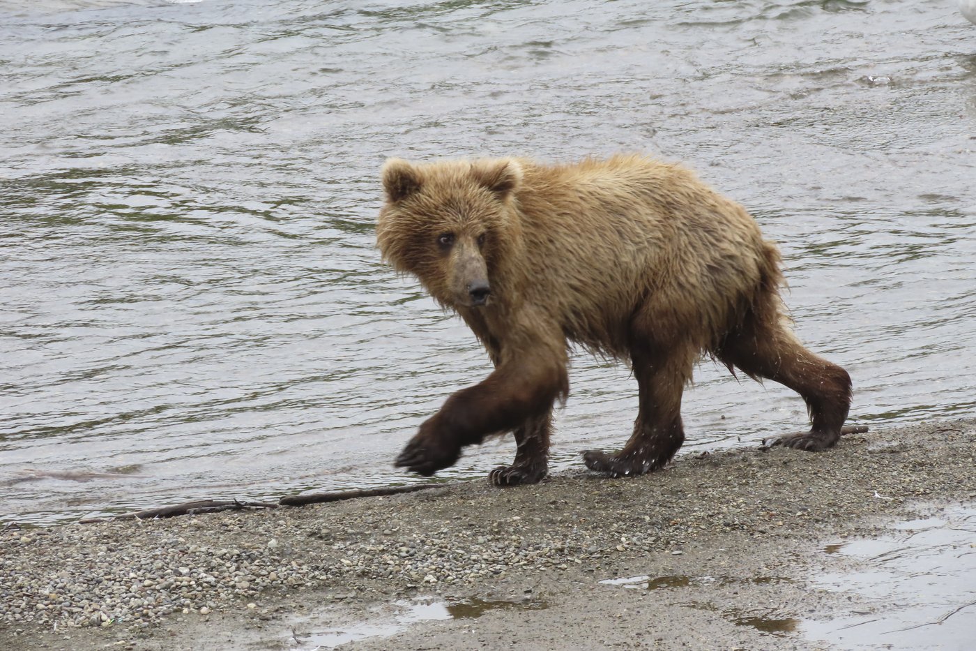 The chunkiest of chunks face off in Alaska's Fat Bear Week | iNFOnews.ca