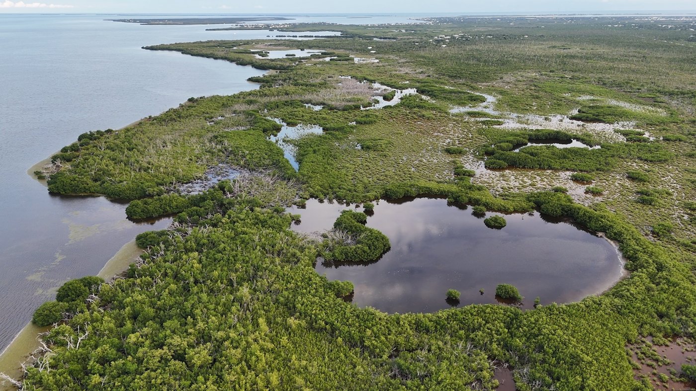 Florida’s iconic Key deer face an uncertain future as seas rise | iNFOnews.ca