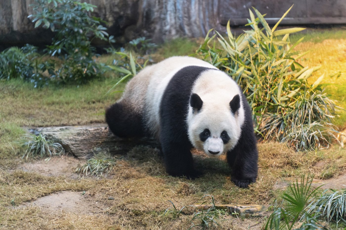 Hong Kong launches panda sculpture tour as the city hopes the bear craze boosts tourism | iNFOnews.ca