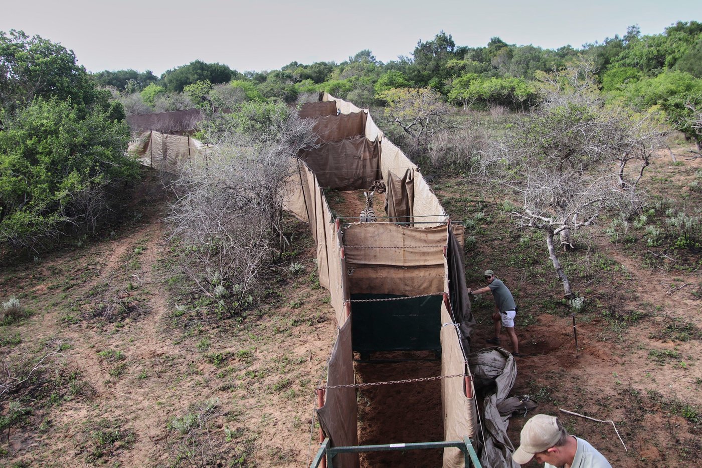 Reviving this African game reserve meant catching and transporting hundreds of wild animals | iNFOnews.ca Reviving this African game reserve meant catching and transporting hundreds of wild animals | iNFOnews.ca