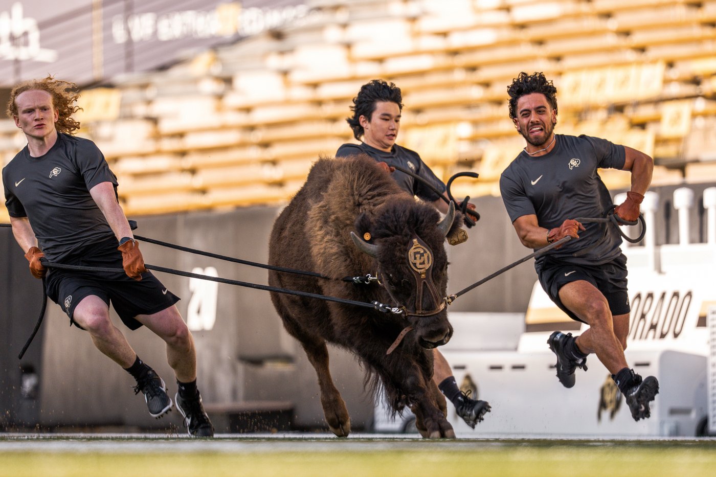 Colorado to debut new live buffalo mascot against Wyoming | iNFOnews.ca Colorado to debut new live buffalo mascot against Wyoming | iNFOnews.ca