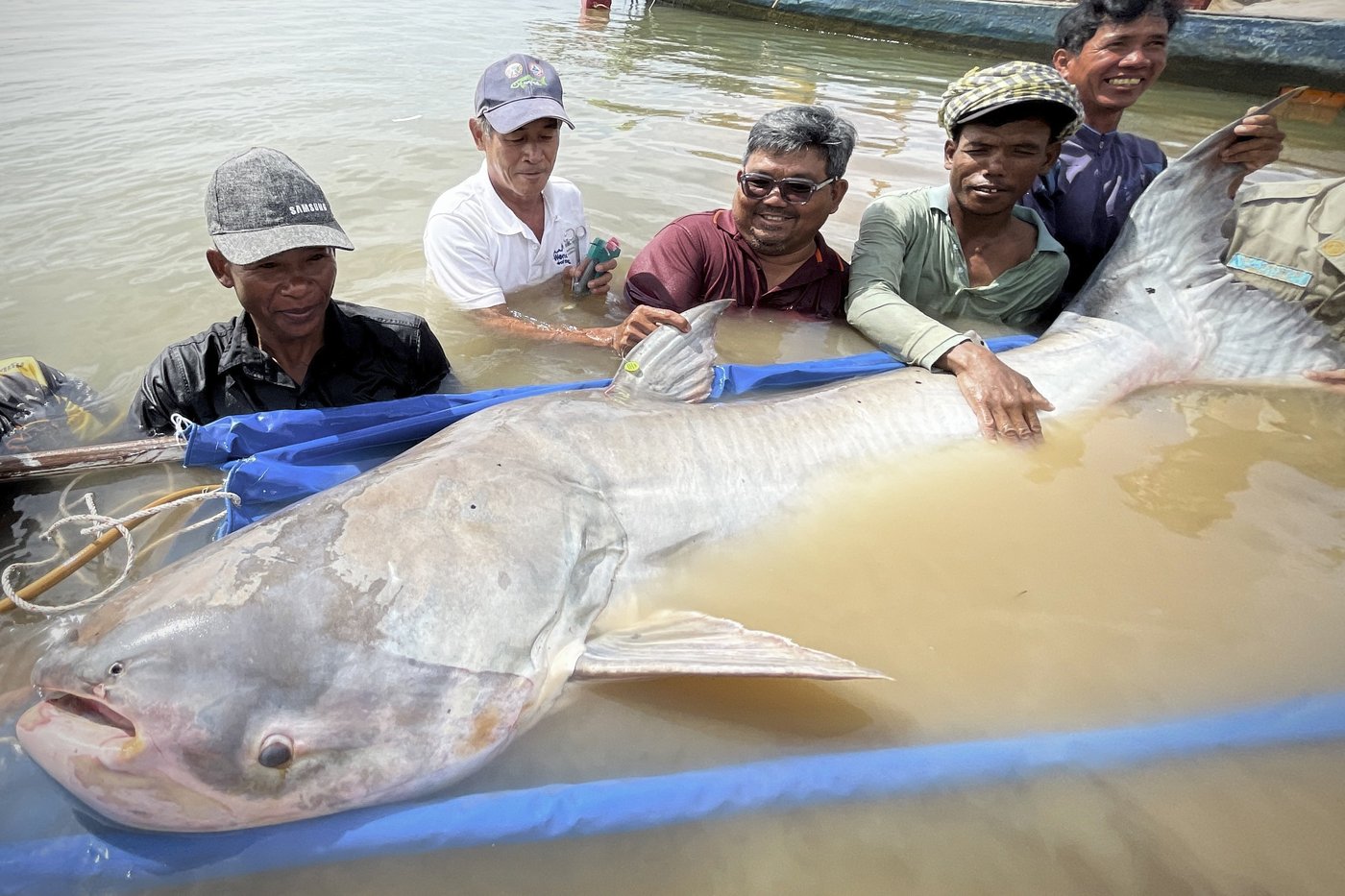 Huge and rare Mekong catfish spotted in Cambodia, raising conservation hopes | iNFOnews.ca Huge and rare Mekong catfish spotted in Cambodia, raising conservation hopes | iNFOnews.ca