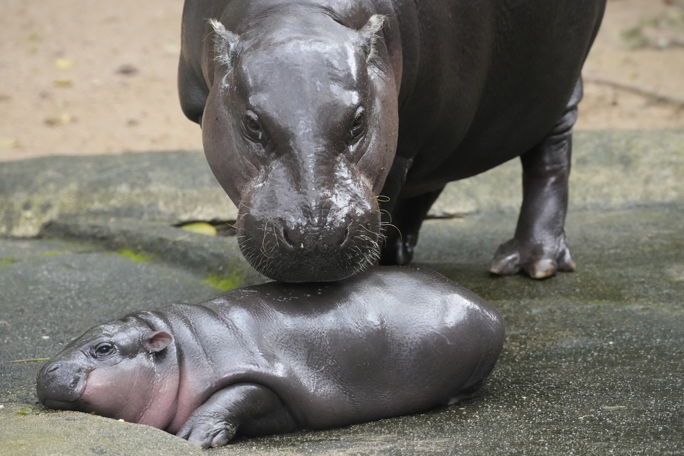 Thailand's baby pygmy hippo Moo Deng has an official song released in 4 languages | iNFOnews.ca