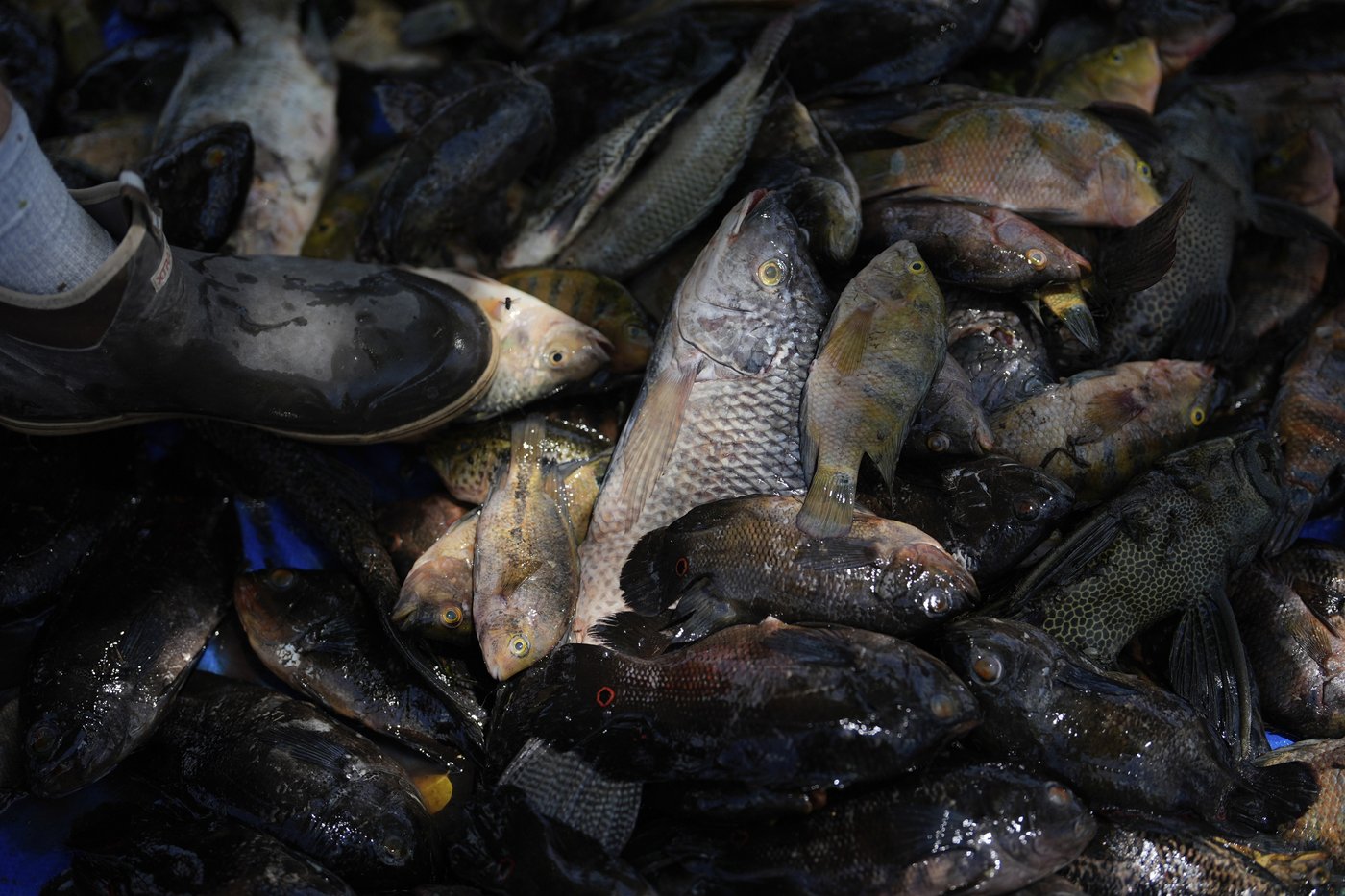 In Florida, the Miccosukee fight to protect the Everglades in the face of climate change | iNFOnews.ca