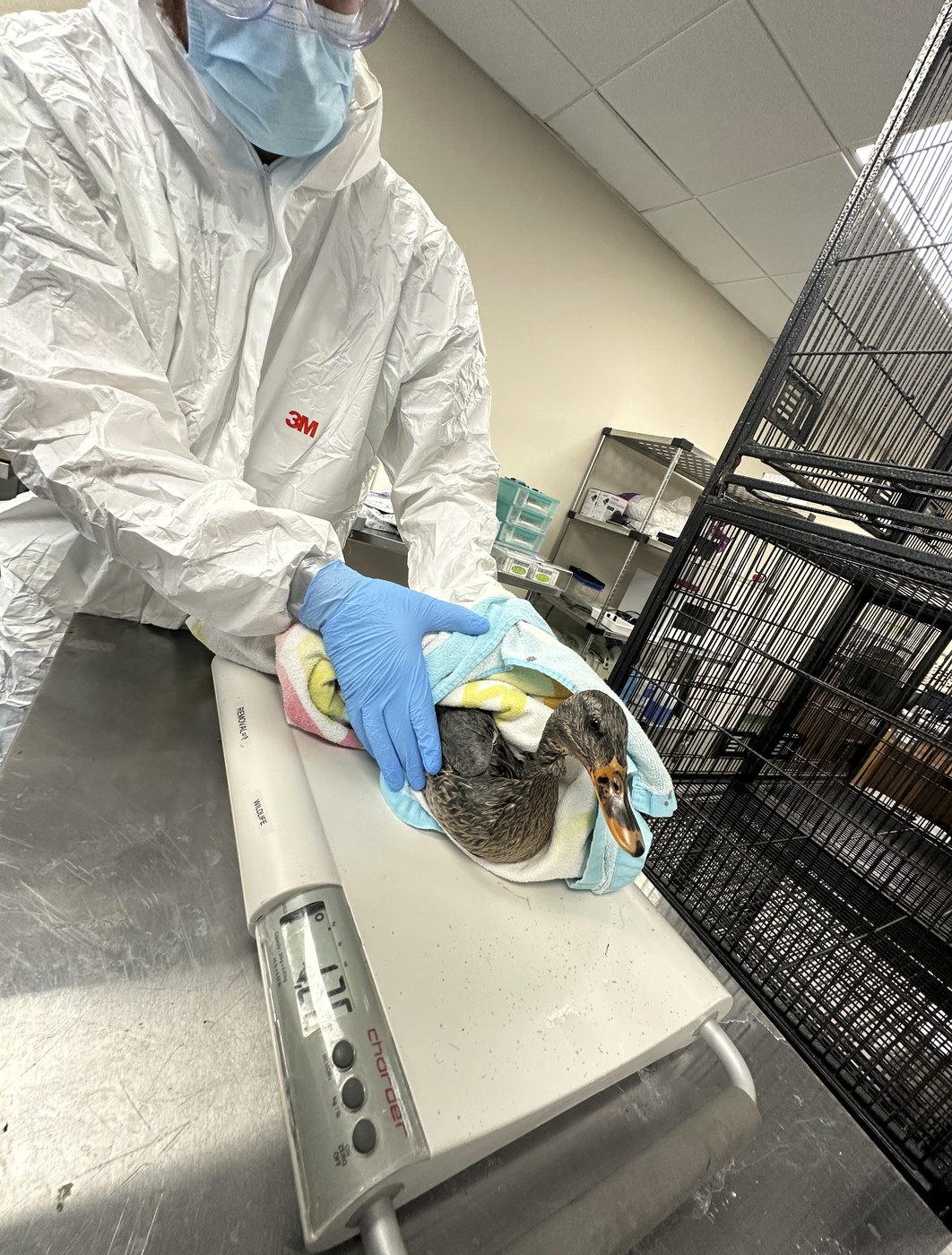 Rescuers rush to save geese and ducks soaked in oil due to spill in Boston river | iNFOnews.ca
