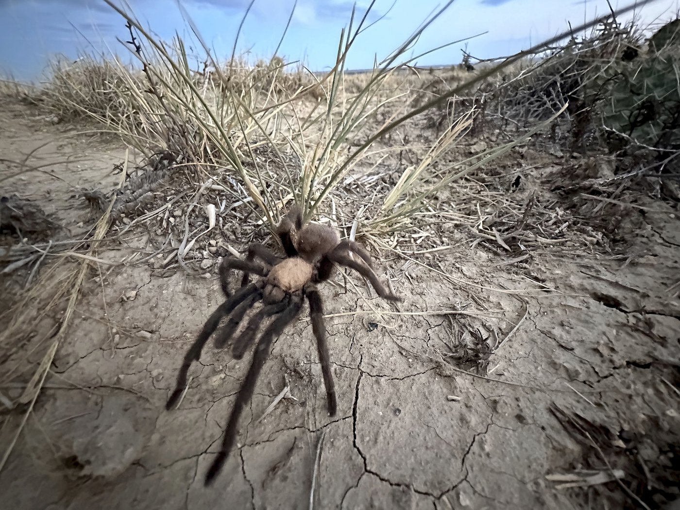Spider lovers scurry to Colorado town in search of mating tarantulas and community | iNFOnews.ca