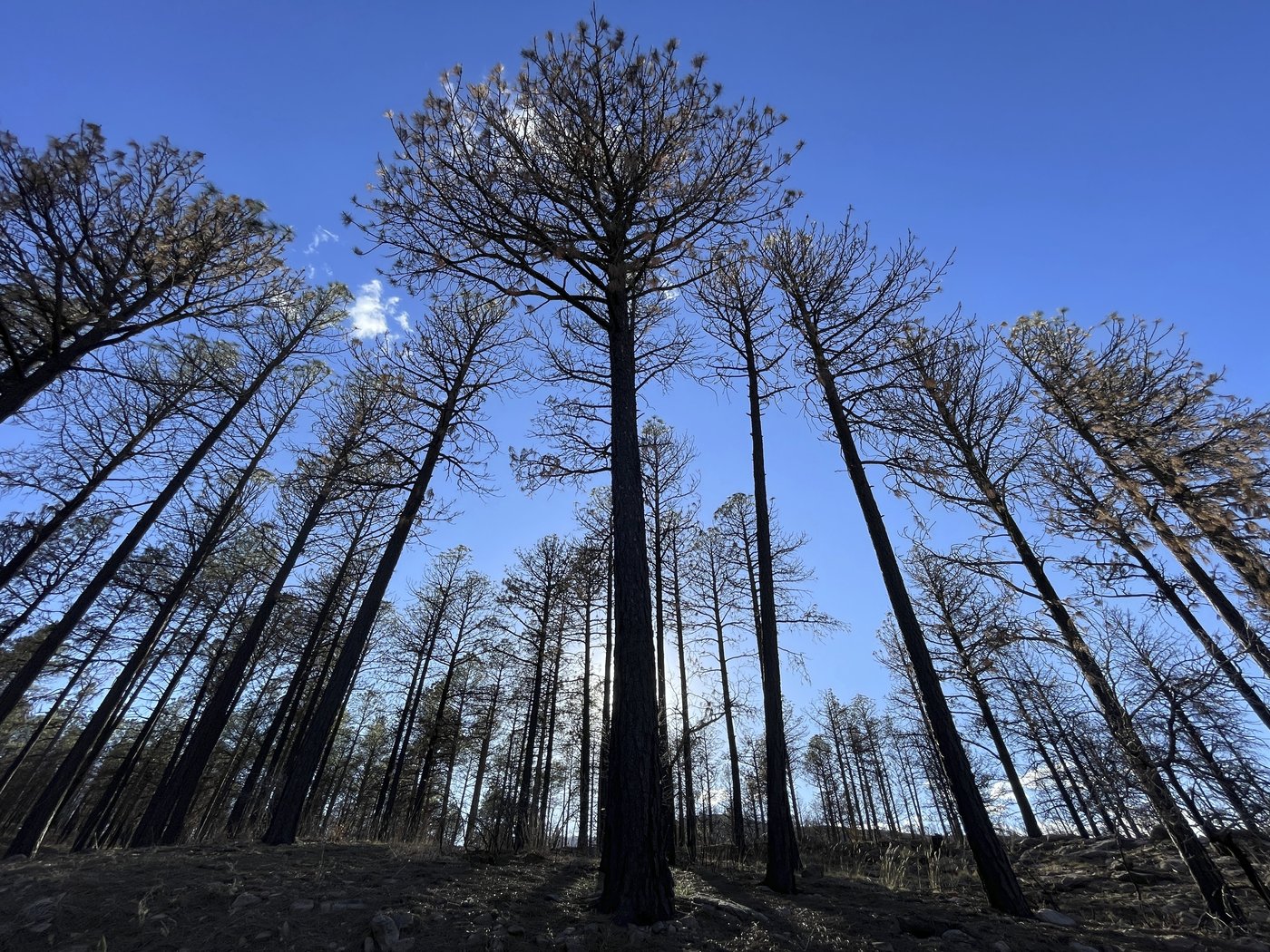 Grand Canyon blaze shows how managing a fire can go suddenly sideways | iNFOnews.ca Grand Canyon blaze shows how managing a fire can go suddenly sideways | iNFOnews.ca