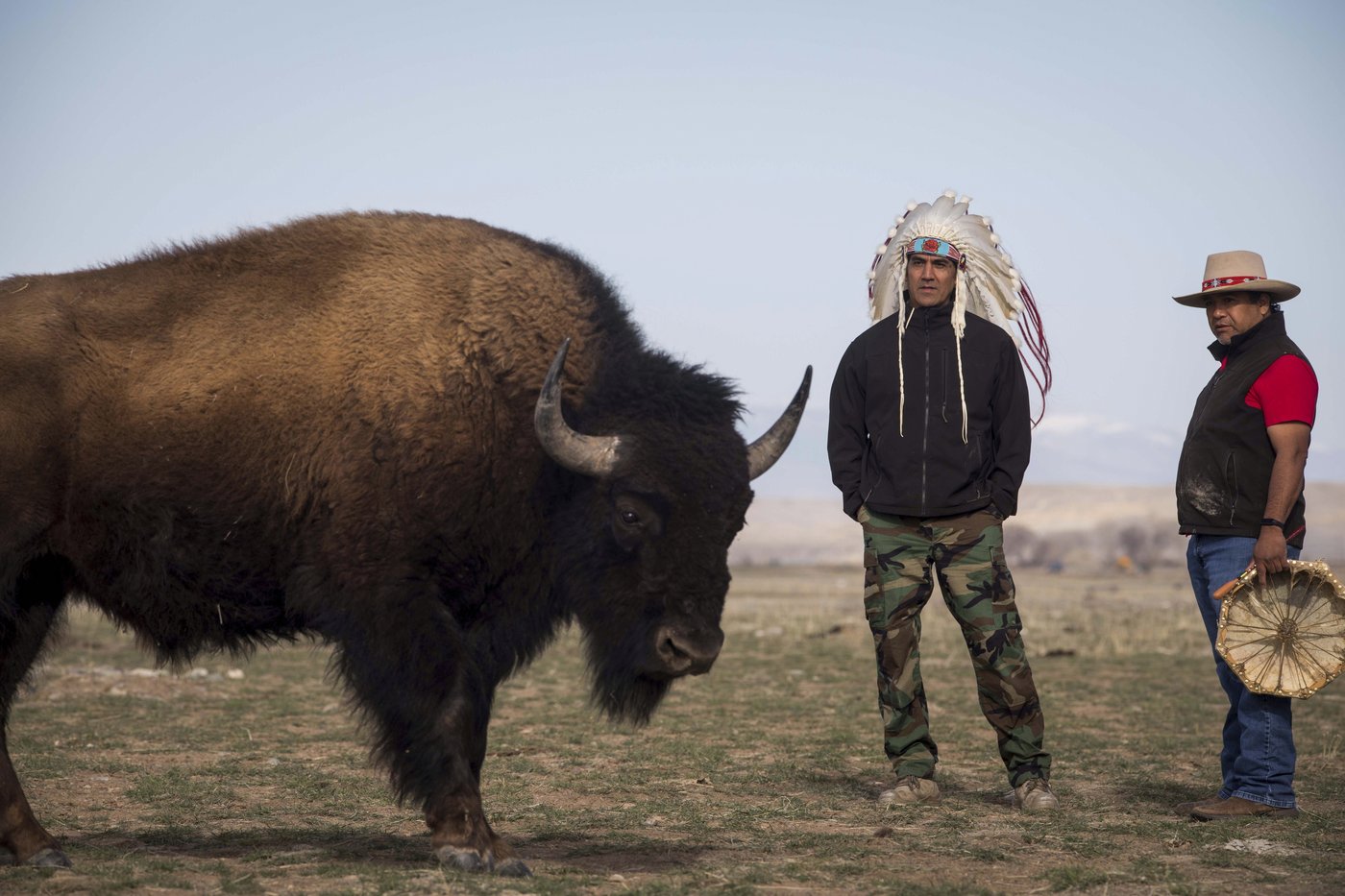 In Wyoming, the Eastern Shoshone tribe decided to classify buffalo as wildlife. Here is why | iNFOnews.ca In Wyoming, the Eastern Shoshone tribe decided to classify buffalo as wildlife. Here is why | iNFOnews.ca