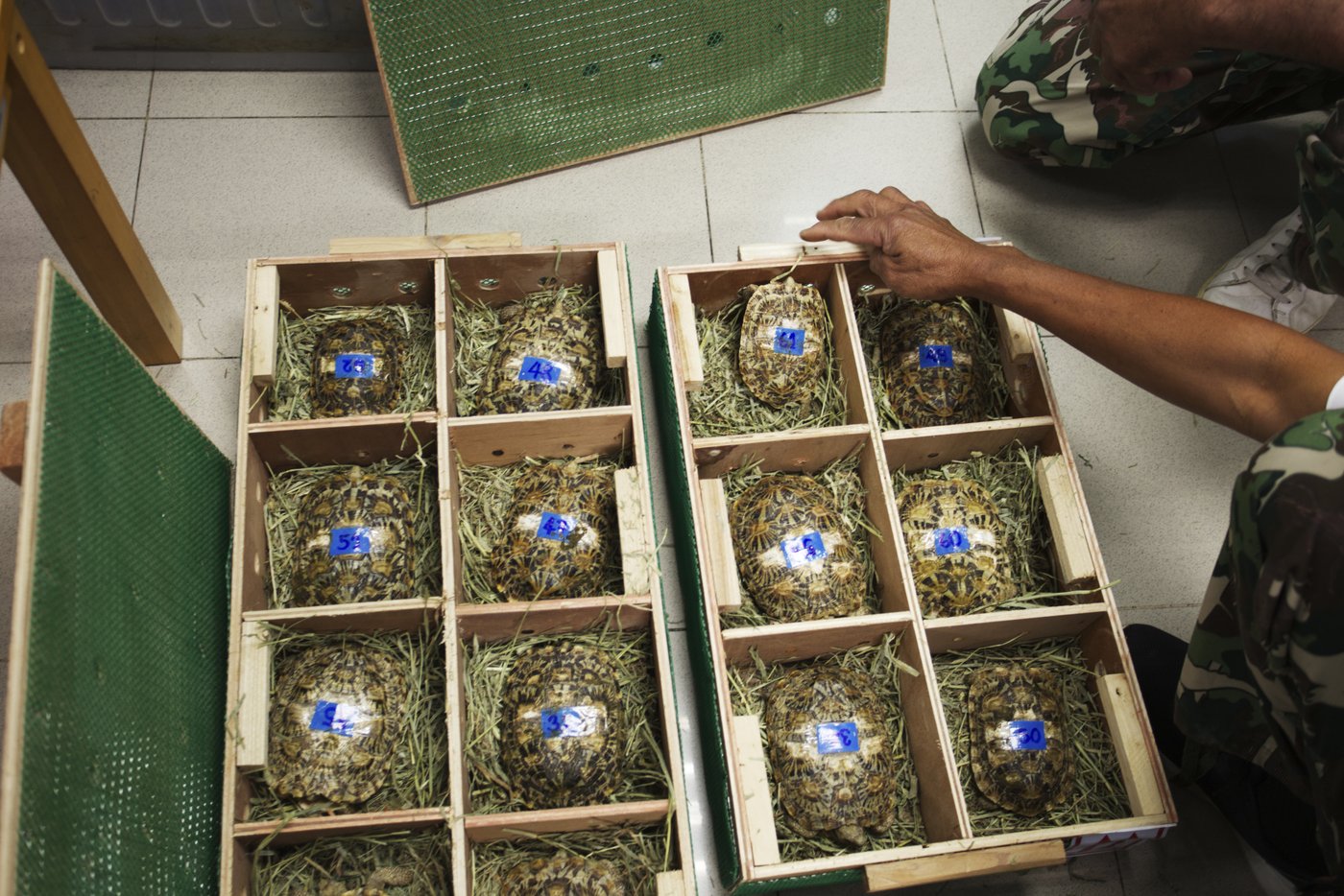 Thais send smuggled tortoises home to Tanzania as evidence against suspected wildlife traffickers | iNFOnews.ca