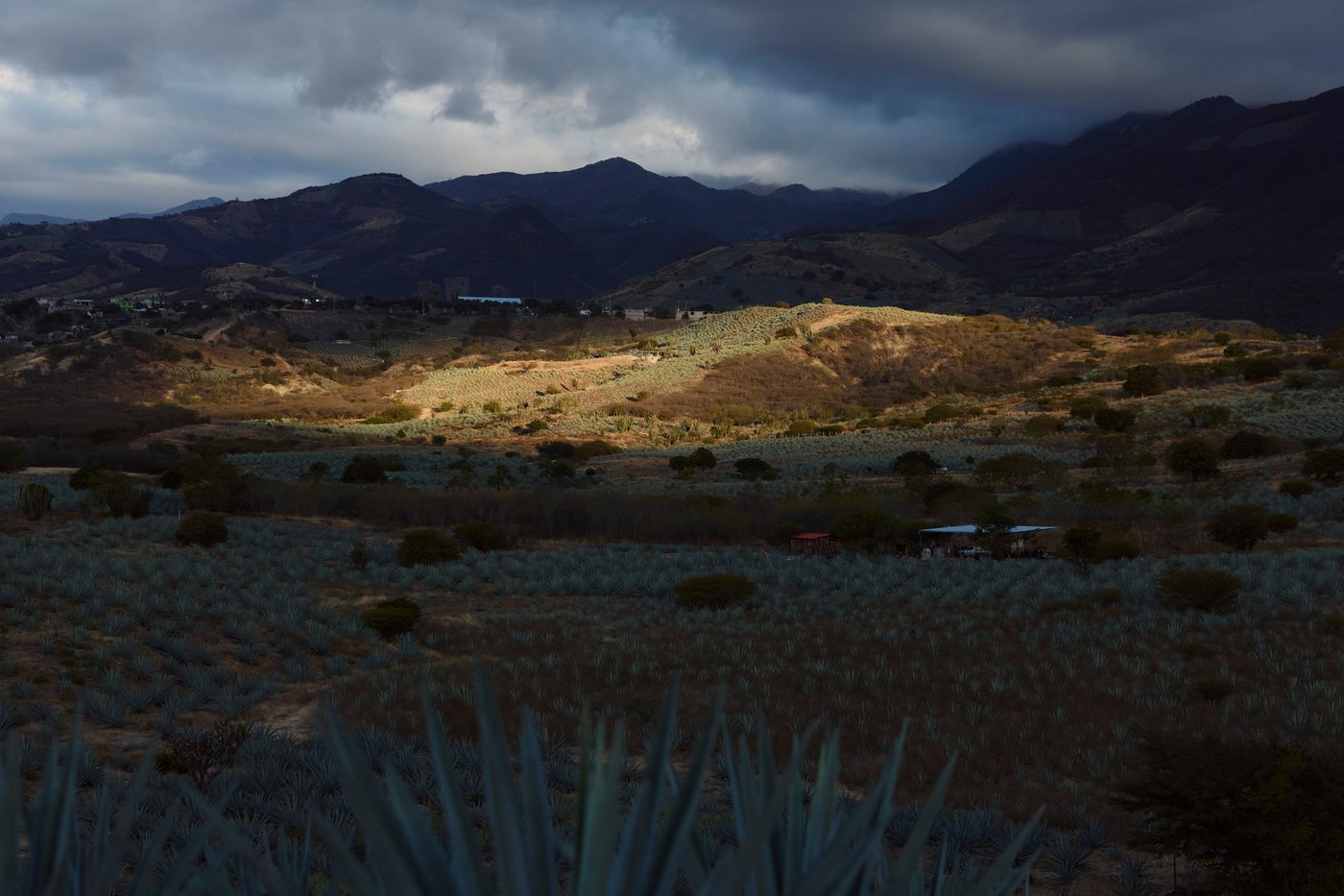 Mezcal's popularity is booming in the US. That comes with a growing environmental cost in Mexico | iNwine Mezcal's popularity is booming in the US. That comes with a growing environmental cost in Mexico | iNwine