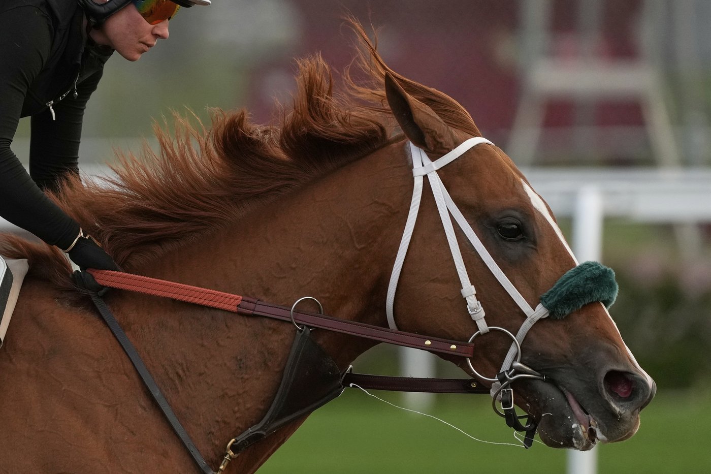 What makes a Kentucky Derby champion? Big hearts, immense lungs and powerful legs | iNFOnews.ca