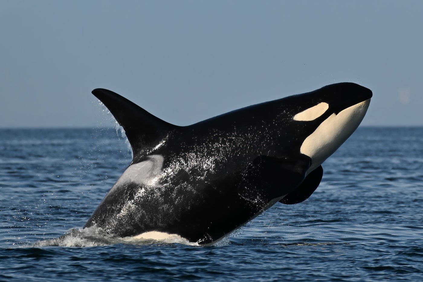 Southern resident killer whales show signs of slow decline toward disappearance | iNFOnews.ca