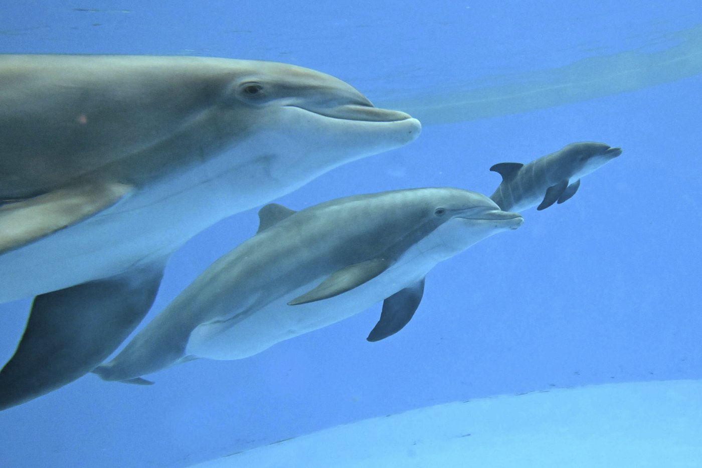 Video shows dolphin calf birth and first breath at Chicago zoo. Mom's friend helped | iNFOnews.ca Video shows dolphin calf birth and first breath at Chicago zoo. Mom's friend helped | iNFOnews.ca