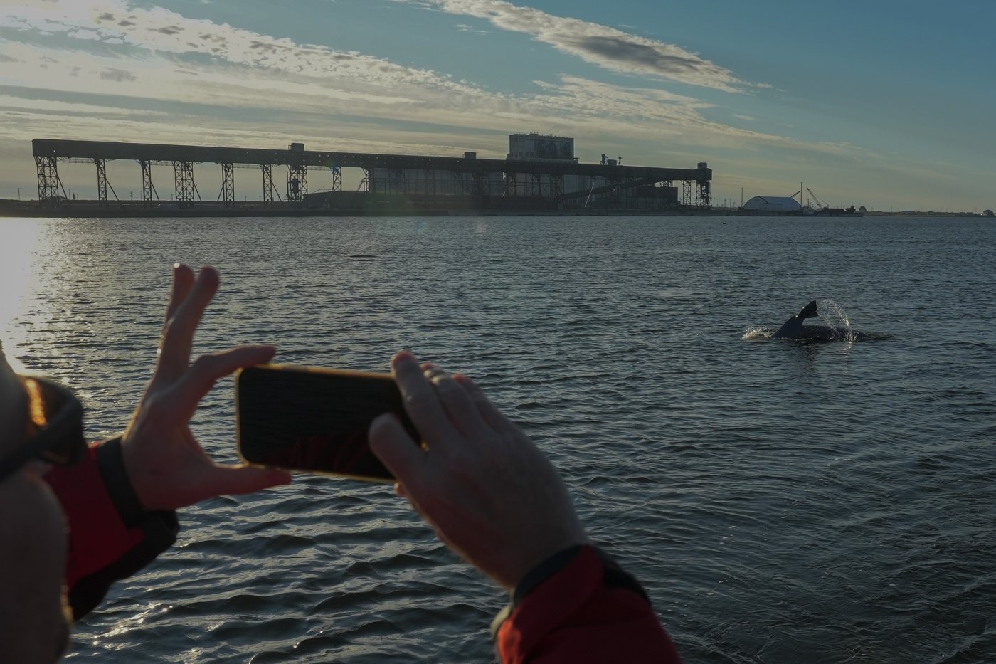 Offering a dose of healing, curious beluga whales frolic in a warming Hudson Bay | iNFOnews.ca