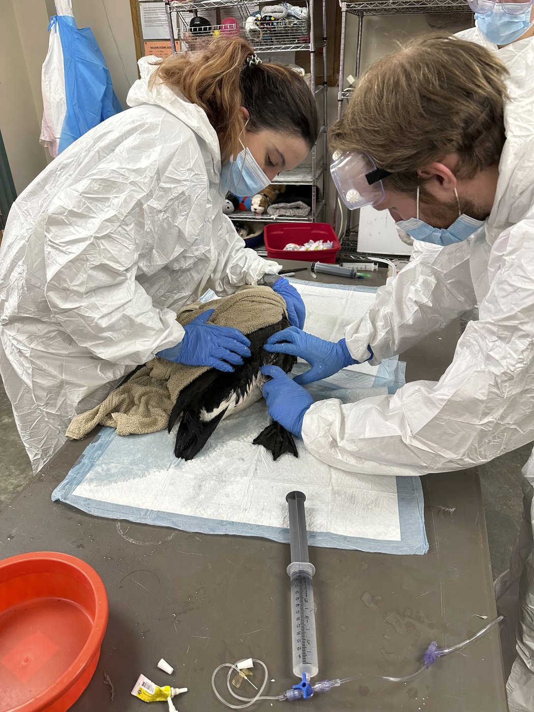 Rescuers rush to save geese and ducks soaked in oil due to spill in Boston river | iNFOnews.ca