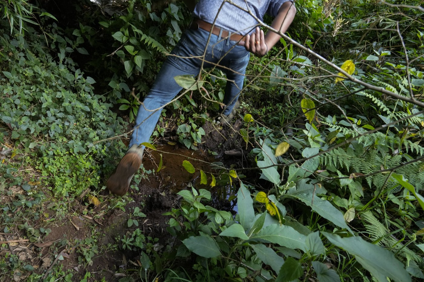 In southern India's tea country, small but mighty efforts are brewing to bring back native forests | iNFOnews.ca