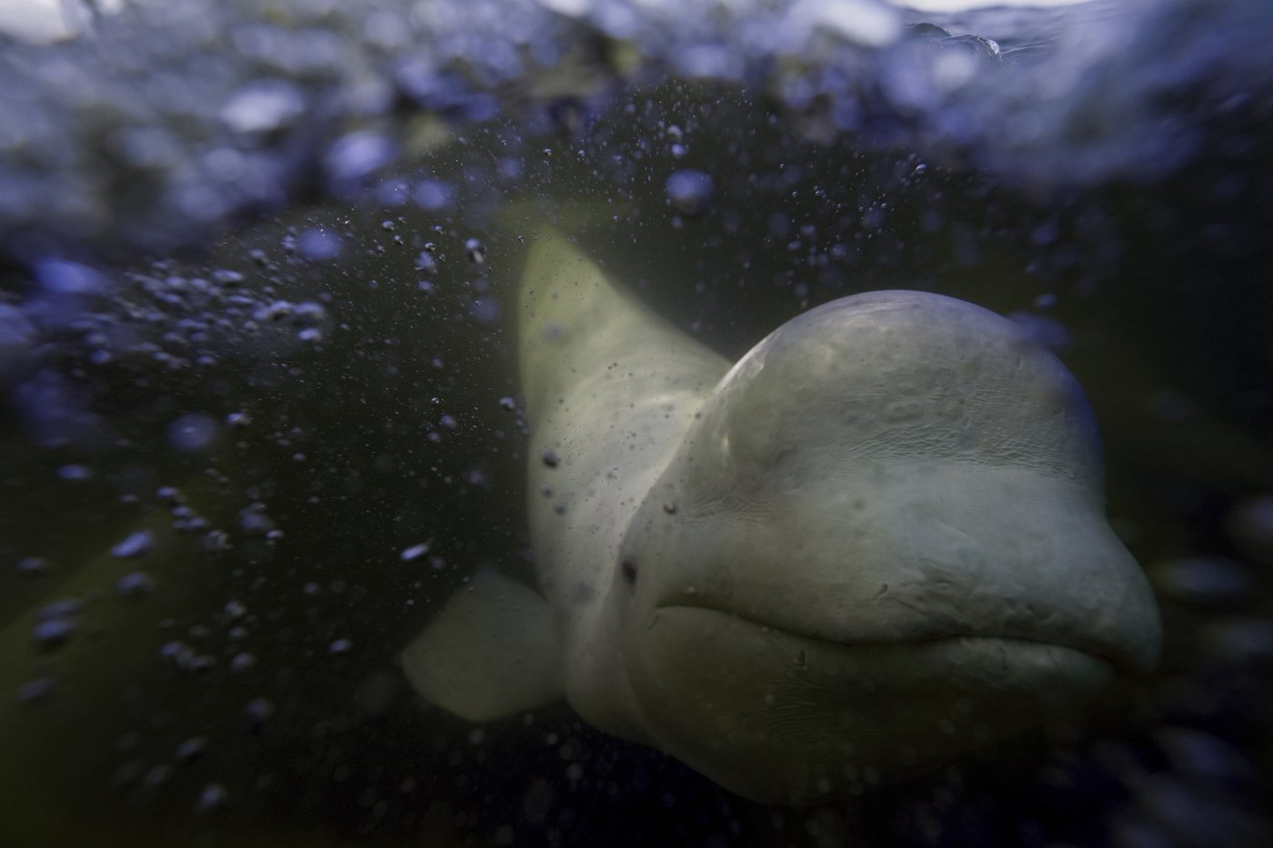 Offering a dose of healing, curious beluga whales frolic in a warming Hudson Bay | iNFOnews.ca