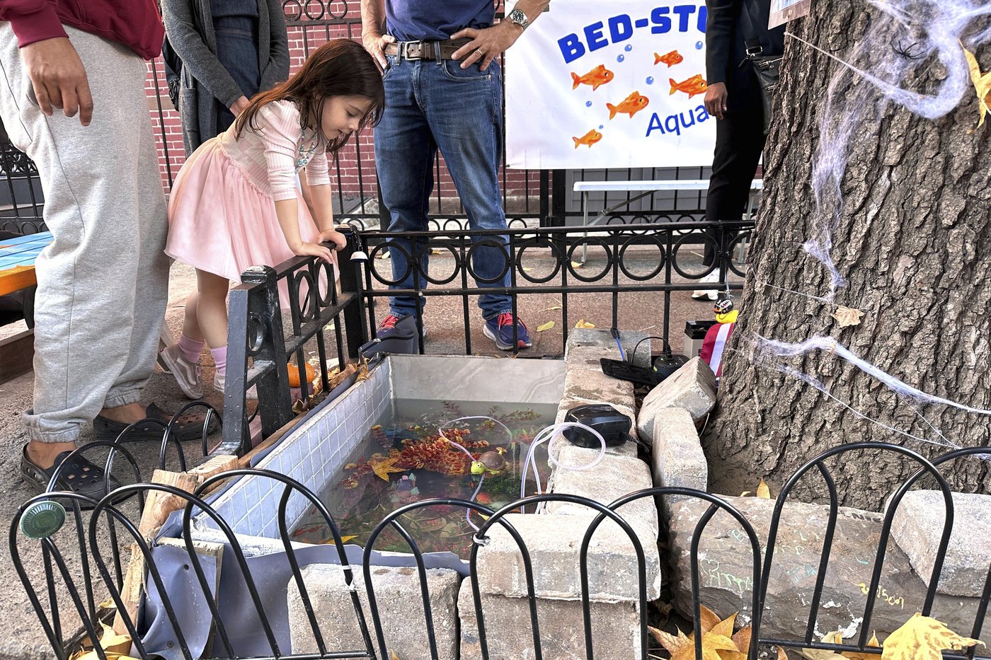 A makeshift goldfish pond beneath a leaky Brooklyn fire hydrant is reborn in a tree bed | iNFOnews.ca A makeshift goldfish pond beneath a leaky Brooklyn fire hydrant is reborn in a tree bed | iNFOnews.ca