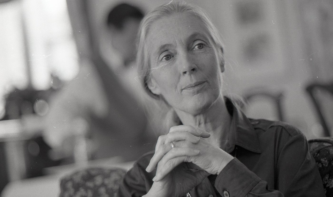 What to know about the life and legacy of chimpanzee researcher and wildlife advocate Jane Goodall | iNFOnews.ca