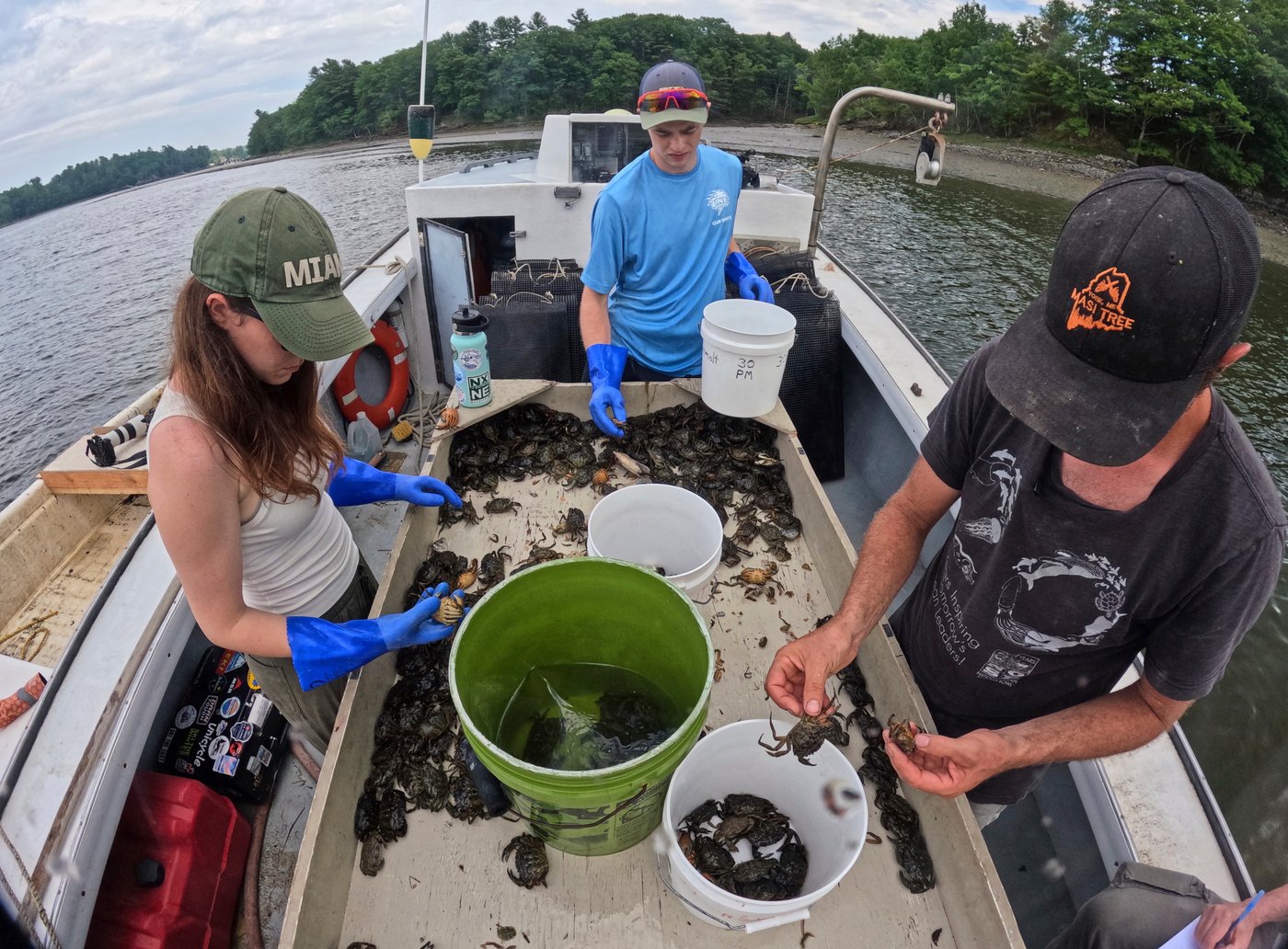 Invasive green crabs are bad for the environment, so New Englanders are starting to eat more of them | iNwine Invasive green crabs are bad for the environment, so New Englanders are starting to eat more of them | iNwine