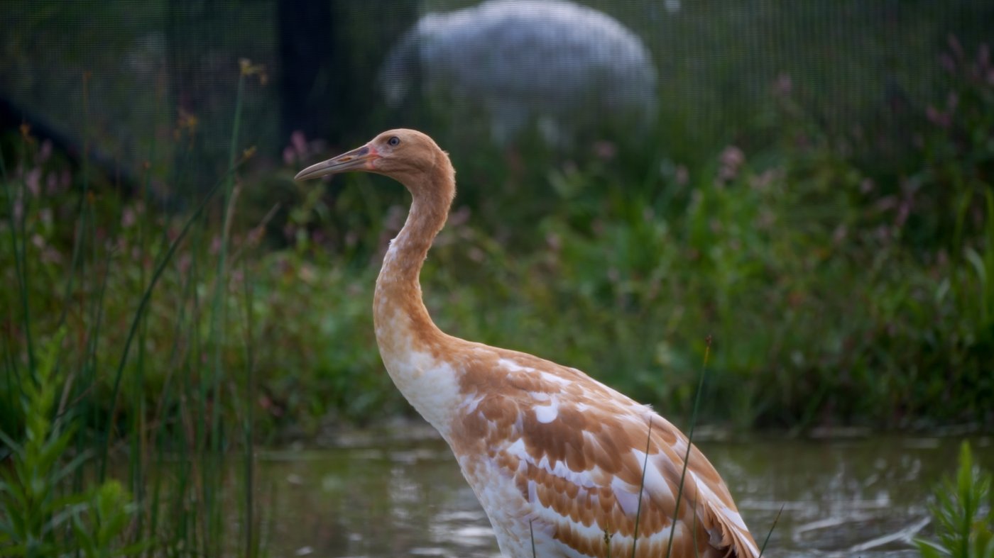 Endangered whooping crane dies of avian flu at Wisconsin wildlife refuge | iNFOnews.ca Endangered whooping crane dies of avian flu at Wisconsin wildlife refuge | iNFOnews.ca