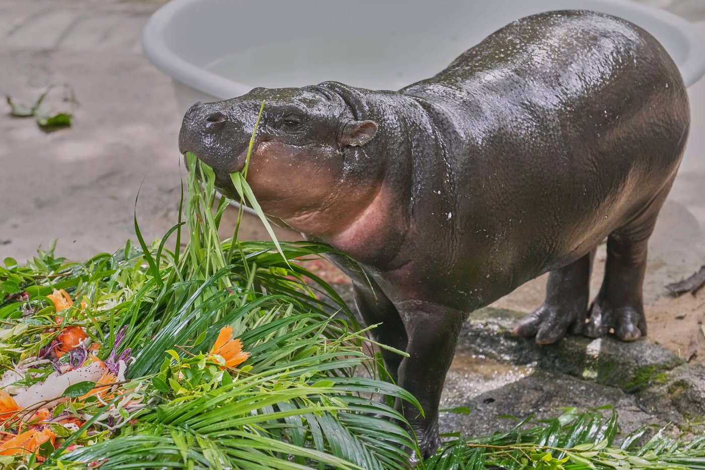 Thousands celebrate baby hippo Moo Deng's first birthday at a Thailand zoo | iNFOnews.ca