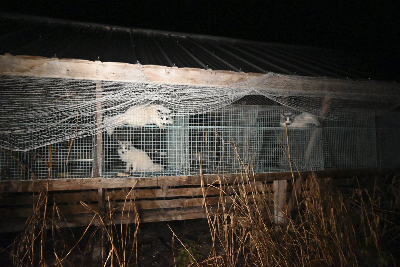 Activists release images of foxes at Finnish fur farms to push EU to ban the trade | iNFOnews.ca Activists release images of foxes at Finnish fur farms to push EU to ban the trade | iNFOnews.ca