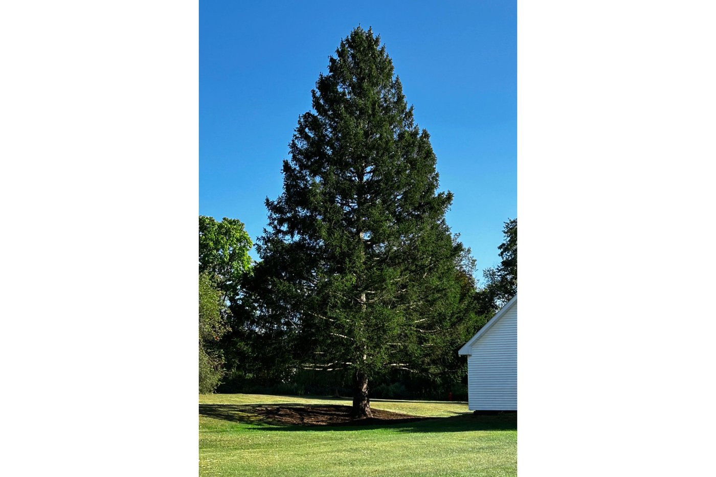 A majestic Norway spruce from upstate New York chosen as Rockefeller Center Christmas Tree | iNFOnews.ca