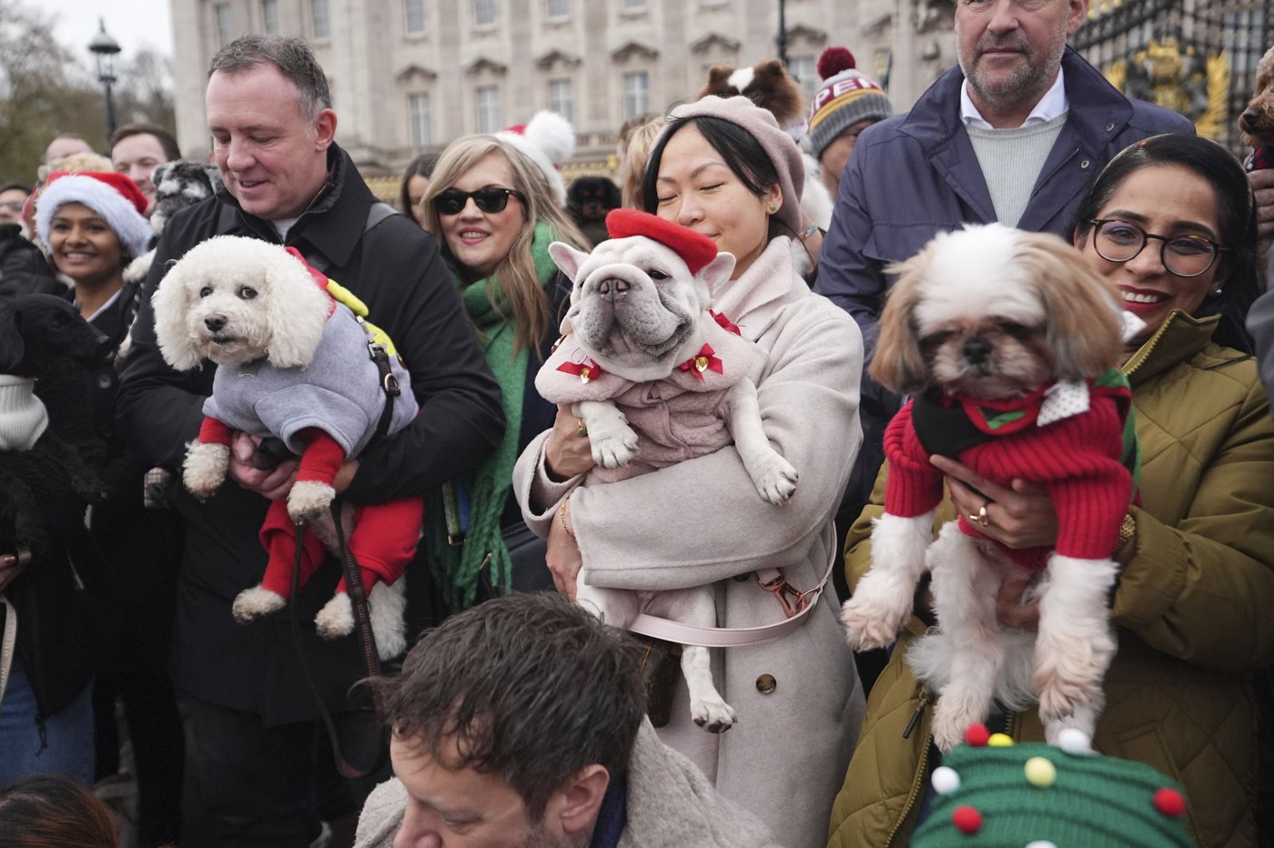 Pooches in pullovers strut their stuff at London's canine Christmas sweater parade | iNFOnews.ca Pooches in pullovers strut their stuff at London's canine Christmas sweater parade | iNFOnews.ca