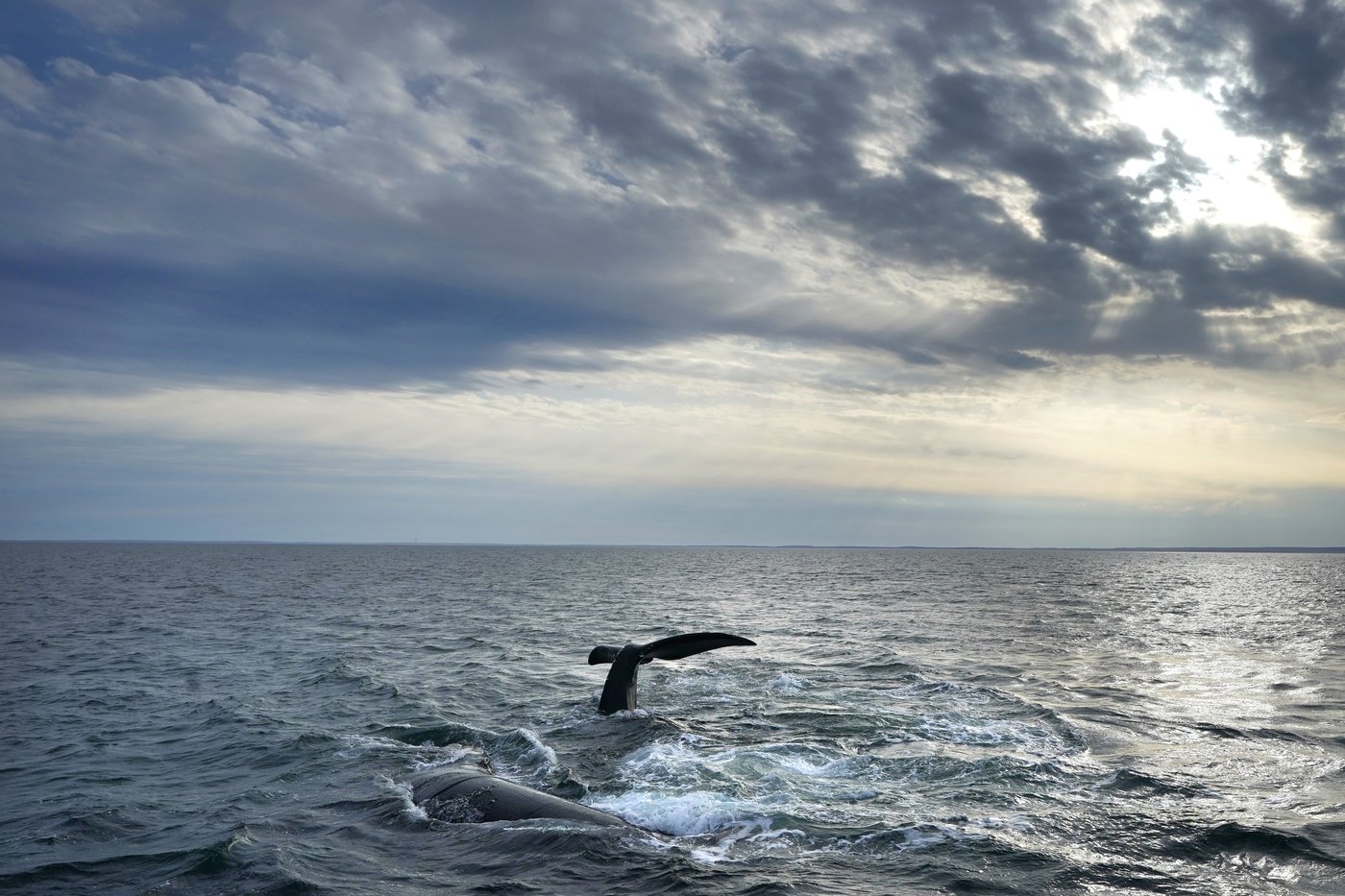 Canada to take steps to protect vanishing North Atlantic right whales from ships | iNFOnews.ca Canada to take steps to protect vanishing North Atlantic right whales from ships | iNFOnews.ca