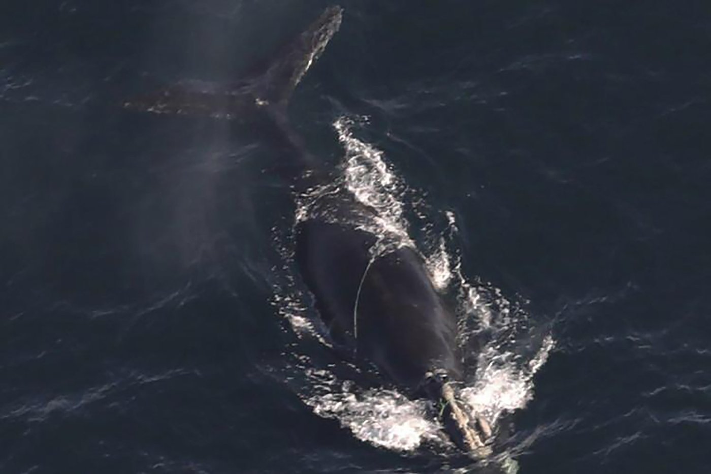 Endangered whales found entangled in rope off Massachusetts, and 1 is likely to die | iNFOnews.ca