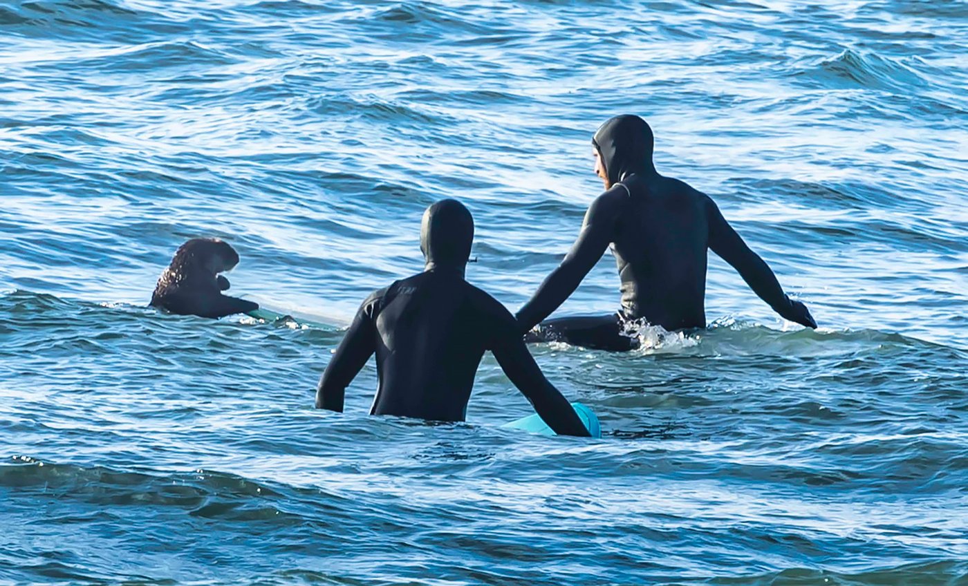 Surfing sea otter clambers onto board in B.C., prompting warning | iNFOnews.ca