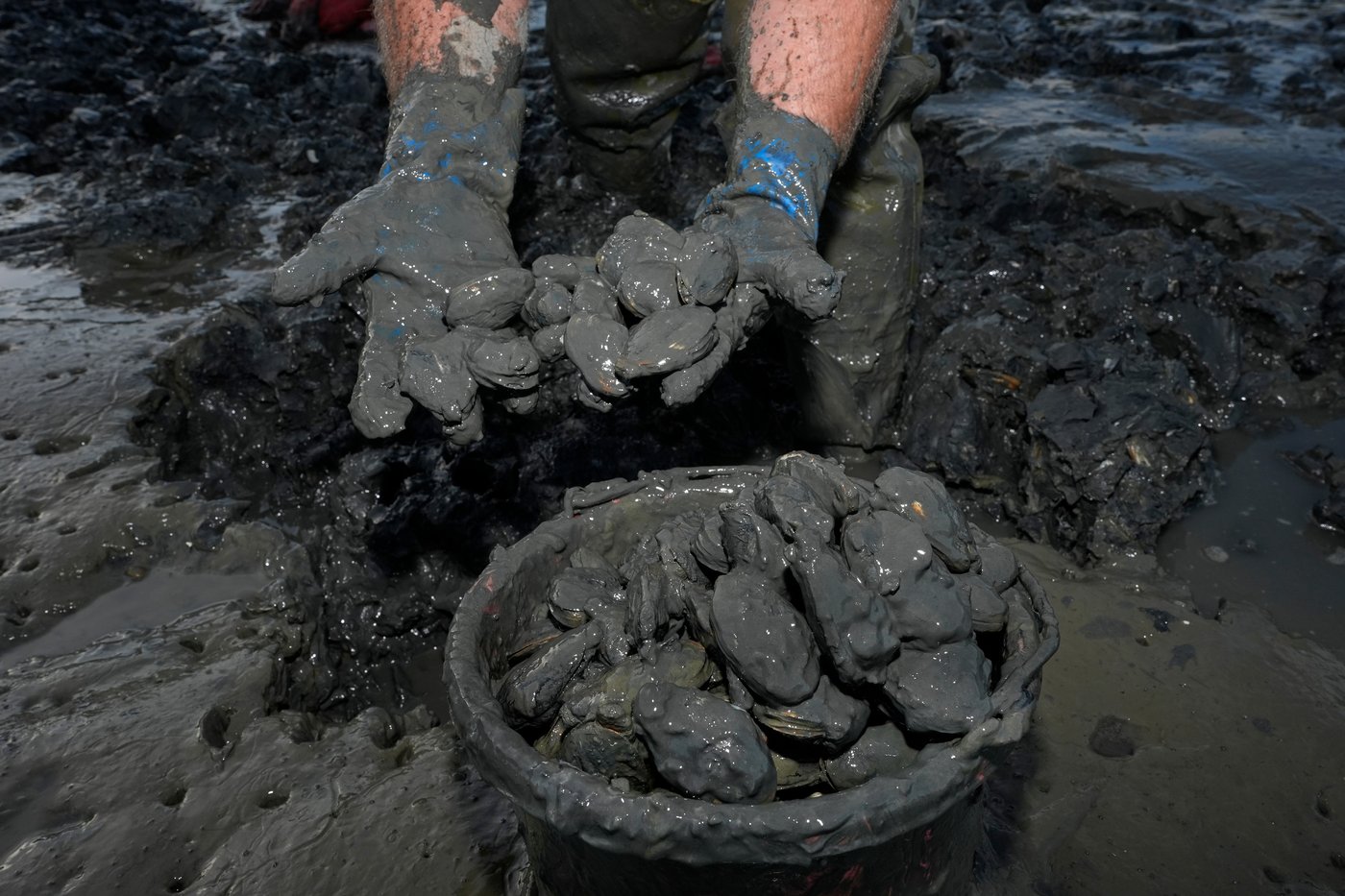 Invasive green crabs are bad for the environment, so New Englanders are starting to eat more of them | iNwine Invasive green crabs are bad for the environment, so New Englanders are starting to eat more of them | iNwine