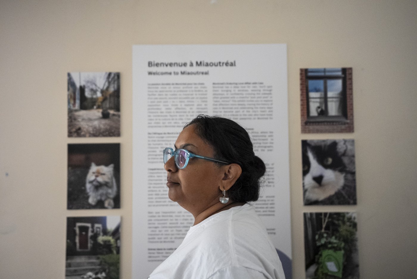 Montreal's Le Miaousée wants to become Canada's first permanent cat museum | iNFOnews.ca Montreal's Le Miaousée wants to become Canada's first permanent cat museum | iNFOnews.ca