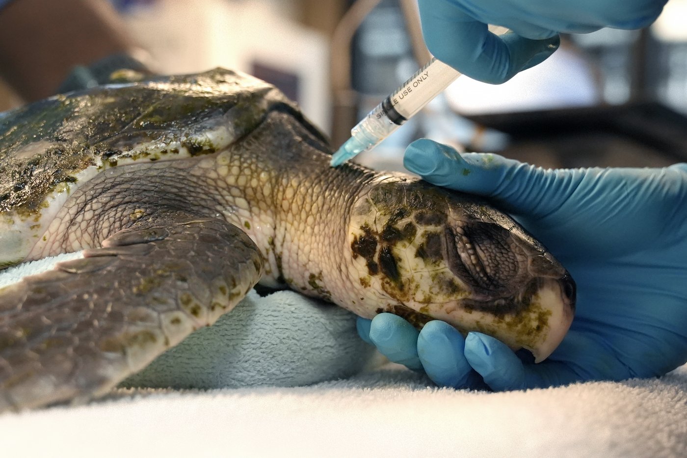 Global warming fills New England's rich waters with death traps for endangered sea turtles | iNFOnews.ca