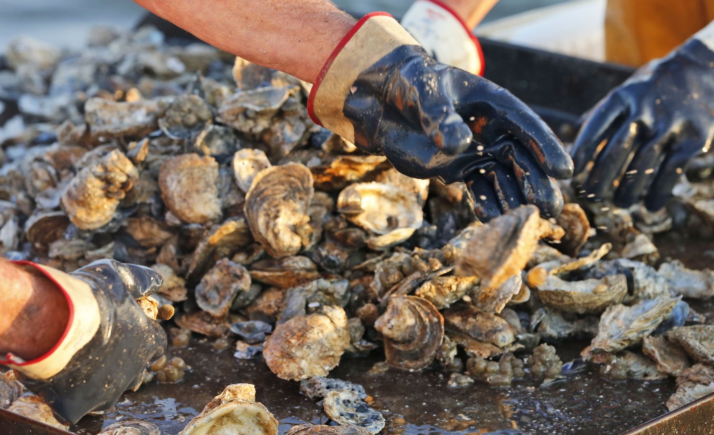 Hard-luck Mississippi Gulf Coast will have its first oyster season since 2018 | iNFOnews.ca