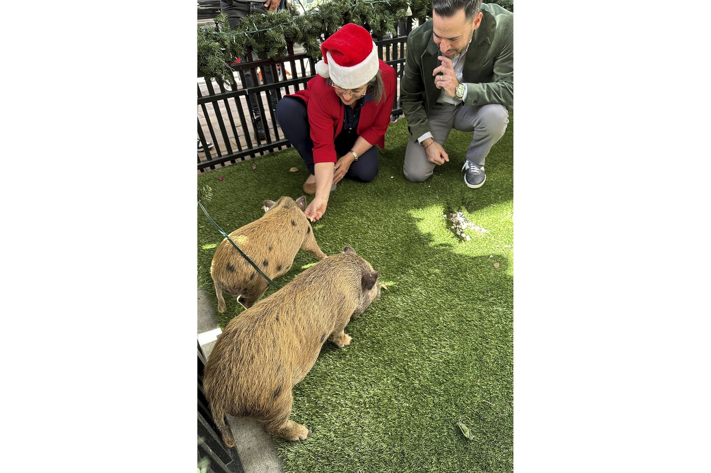 Baby pigs get Christmas pardon from Florida mayor in a Cuban twist on White House turkey tradition | iNFOnews.ca Baby pigs get Christmas pardon from Florida mayor in a Cuban twist on White House turkey tradition | iNFOnews.ca
