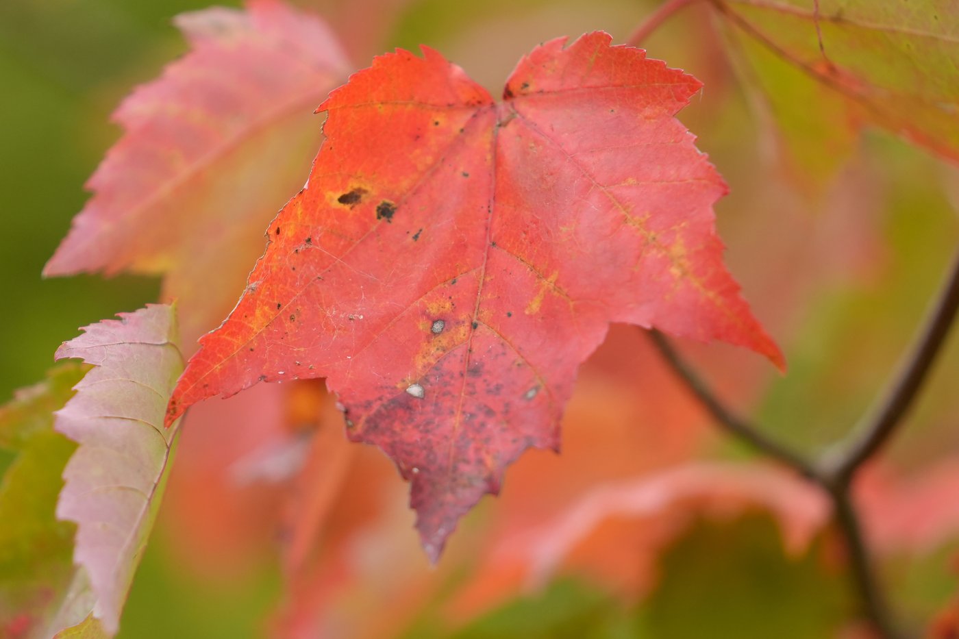 Leaf-peepers are flocking to see New England's brilliant fall colors | iNFOnews.ca Leaf-peepers are flocking to see New England's brilliant fall colors | iNFOnews.ca