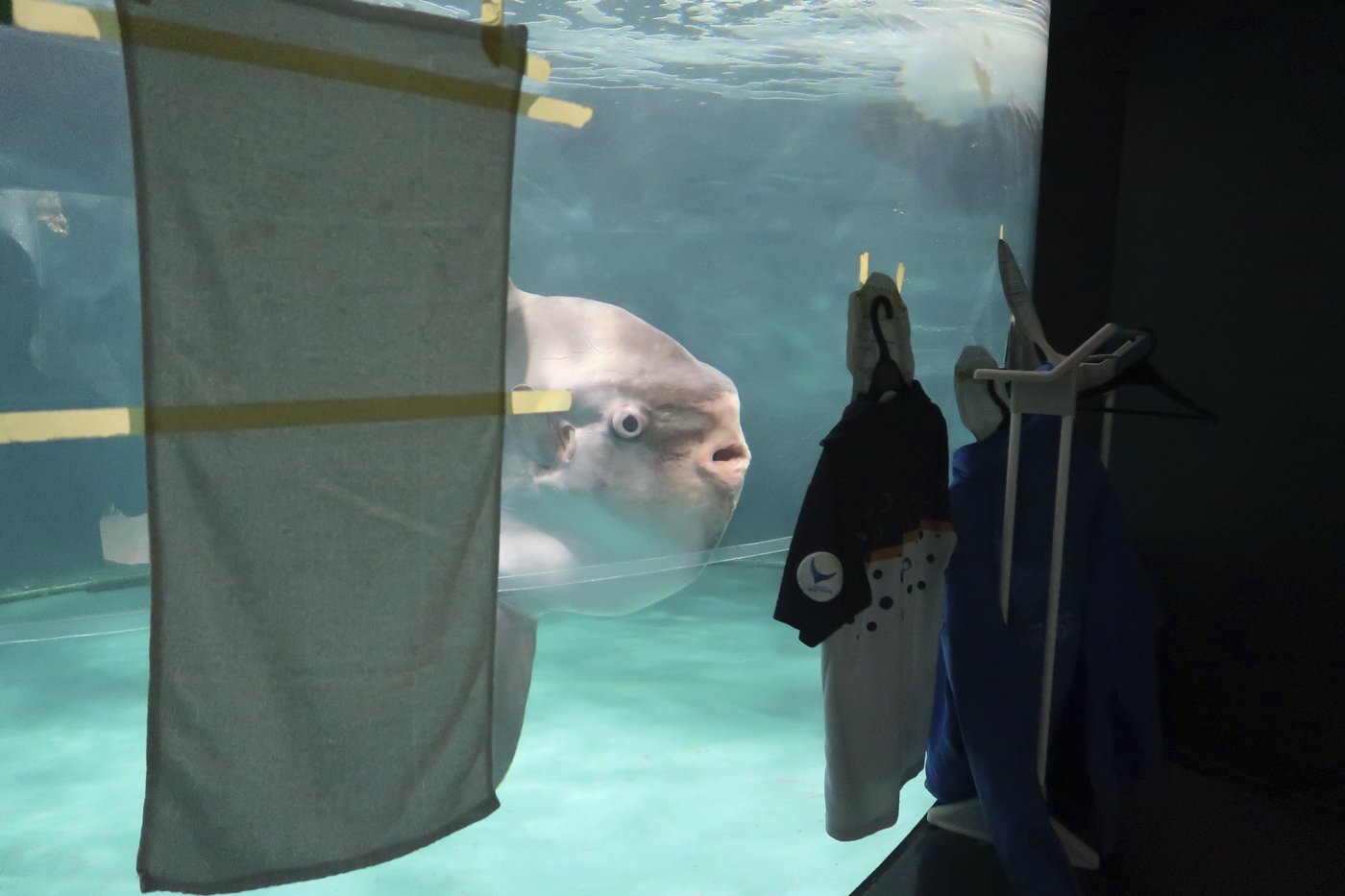 Sunfish that got sick after aquarium closed has recovered - thanks to human cutouts | iNFOnews.ca