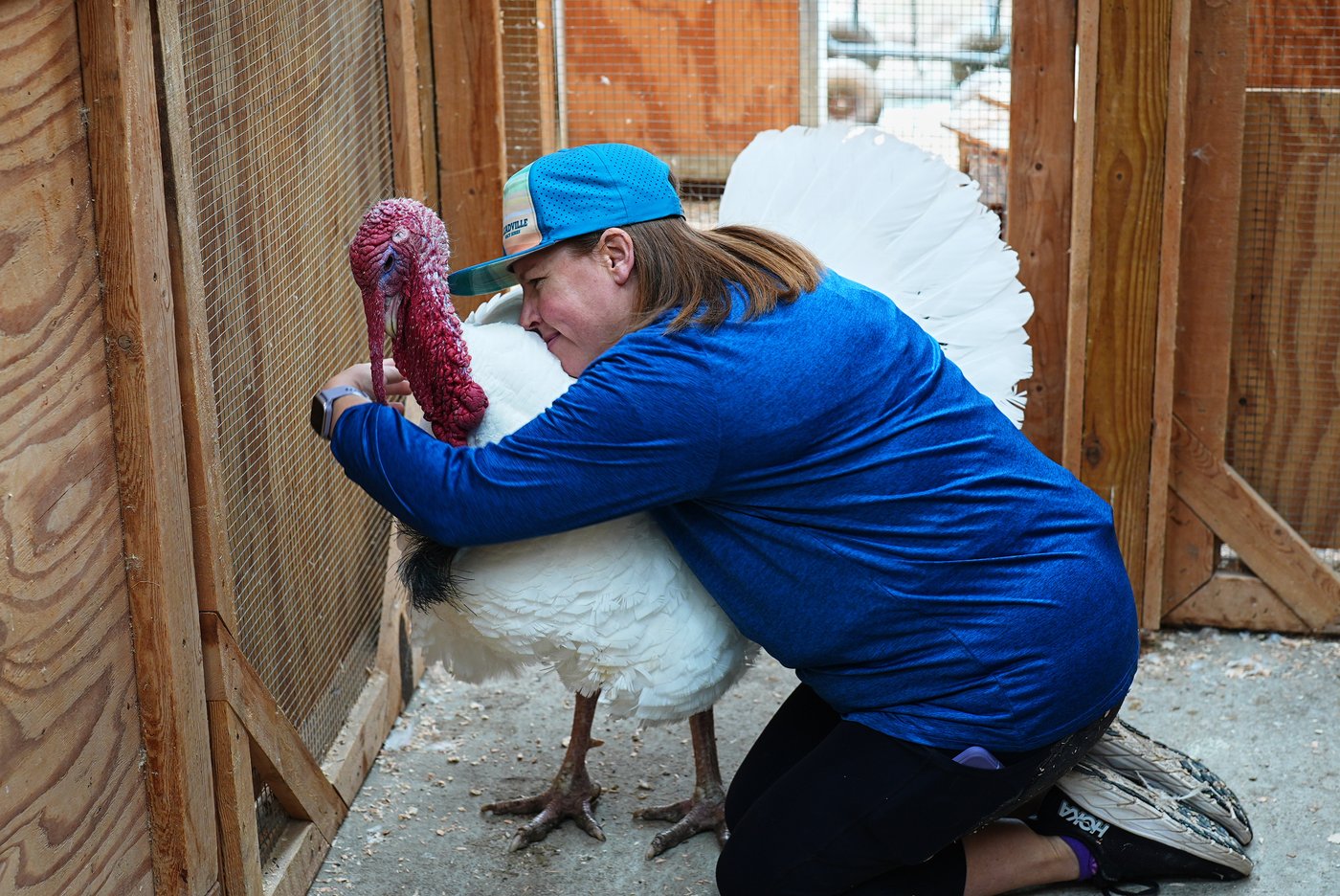 Some families are 'adopting' turkeys for Thanksgiving instead of eating them | iNFOnews.ca Some families are 'adopting' turkeys for Thanksgiving instead of eating them | iNFOnews.ca