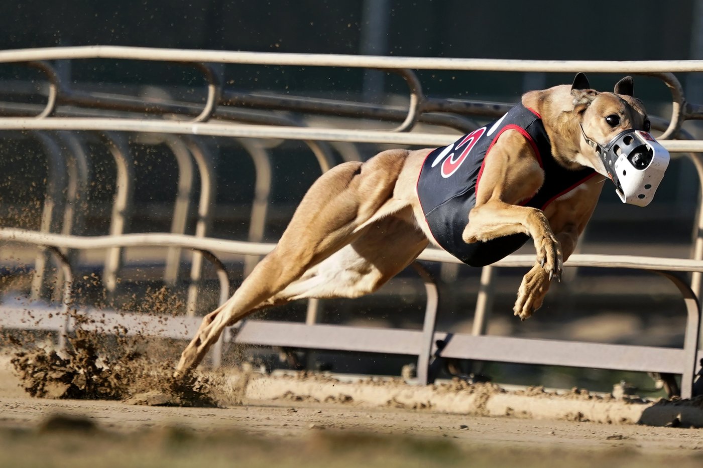Greyhound racing is increasingly rare worldwide. New Zealand now plans to outlaw the practice | iNFOnews.ca Greyhound racing is increasingly rare worldwide. New Zealand now plans to outlaw the practice | iNFOnews.ca