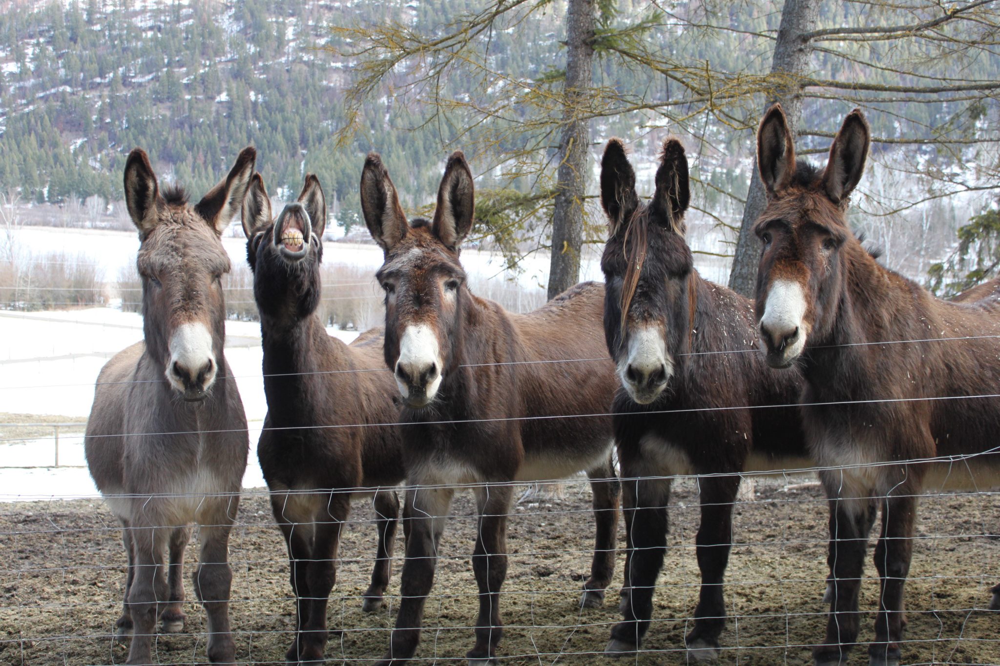 iN PHOTOS: Rescued senior donkeys in Shuswap need support as winter approaches | iNFOnews.ca Five donkeys stand in a row in a field in front of a wire fence.