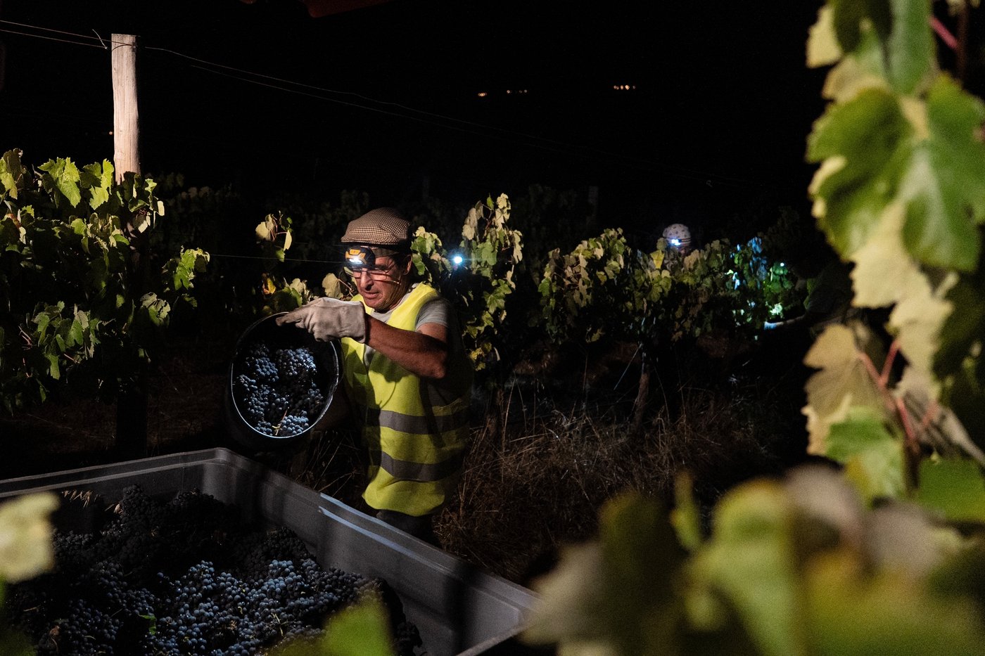 In the cool of a Portugal night, it’s time to pick the grapes | iNFOnews.ca In the cool of a Portugal night, it’s time to pick the grapes | iNFOnews.ca