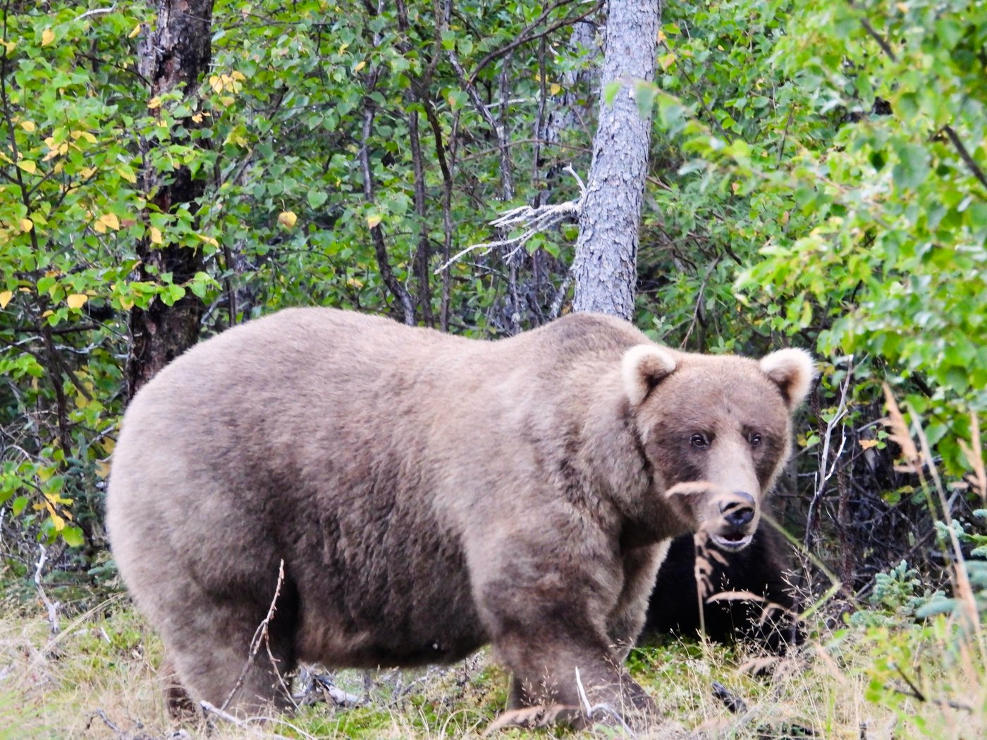 What to know about Fat Bear Week, and the brawny bruins ready to battle for the title | iNFOnews.ca